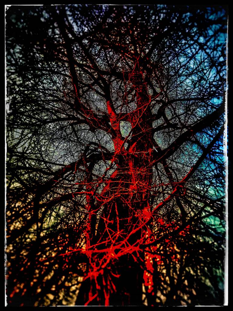 Photo retouchée - Ginkgo Jardin Public