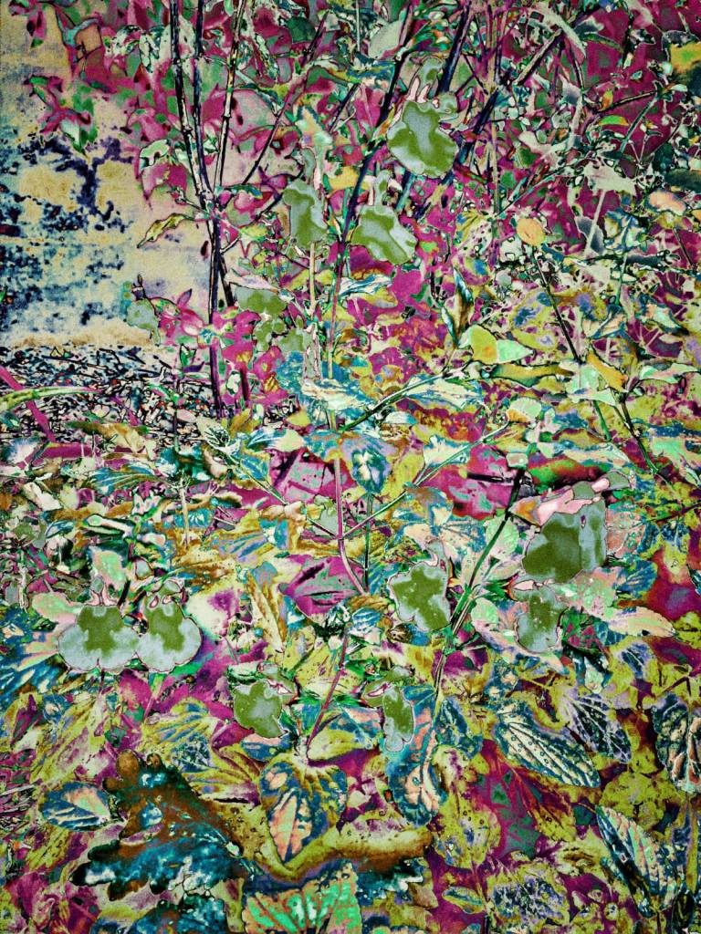 Photo retouchée - Fleurs du Livre