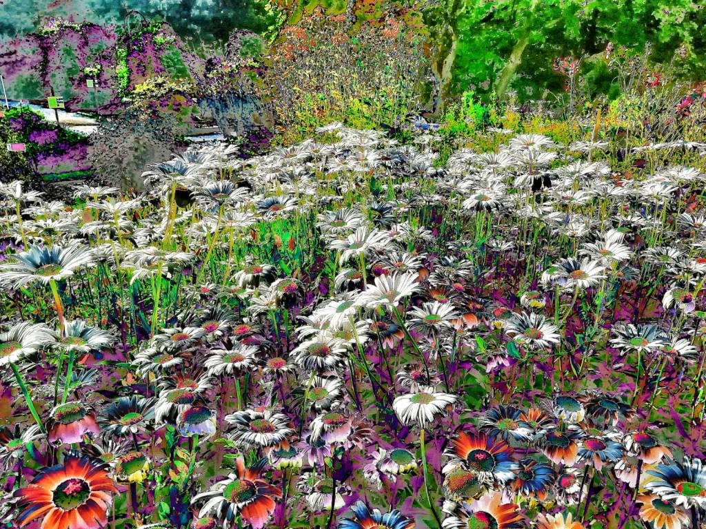 Photo retouchée - Des Fleurs Pour Mon Isba