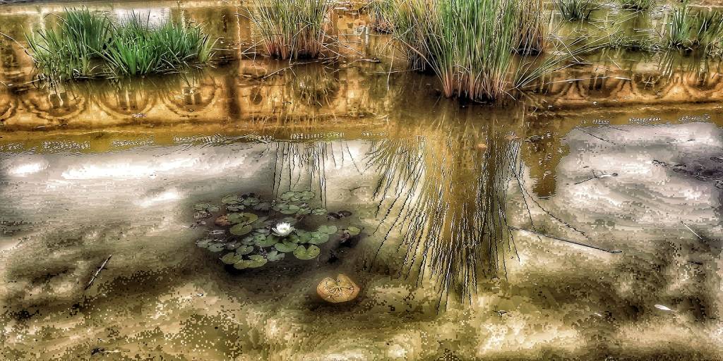 Photo retouchée - Un Nénuphar Solitaire…