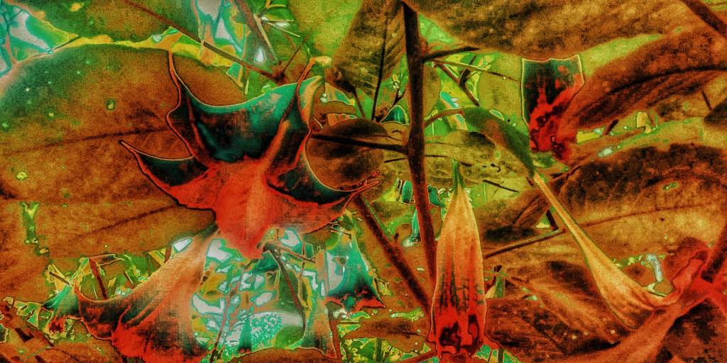 Photo retouchée - Mais Quelles Sont Ces Fleurs I