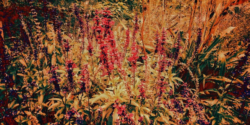 Photo retouchée - Mais Quelles Sont Ces Fleurs II