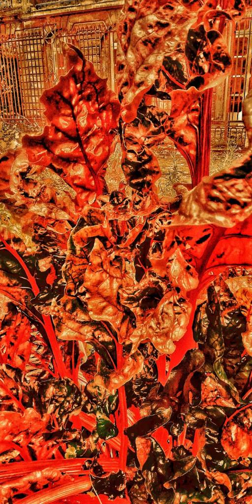 Photo retouchée - Flore en Feu