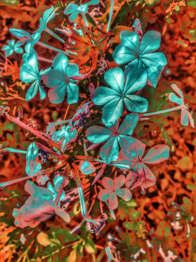 Photo retouchée - Flowers Hallucinations