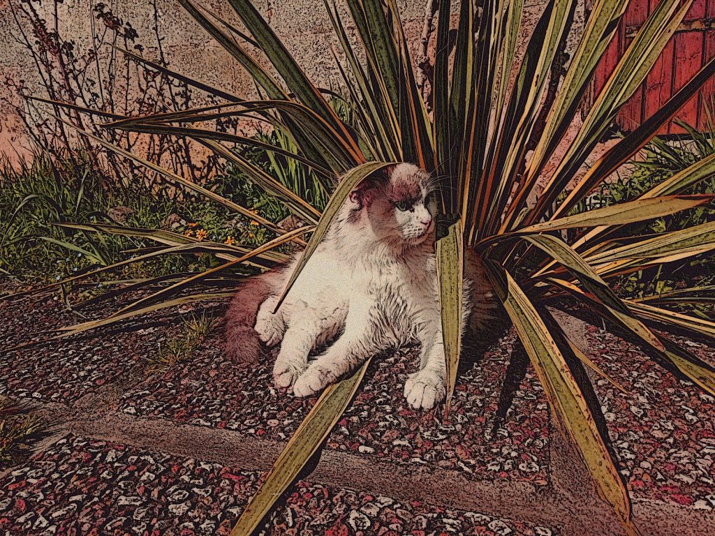 Photo retouchée - Afro-Plant