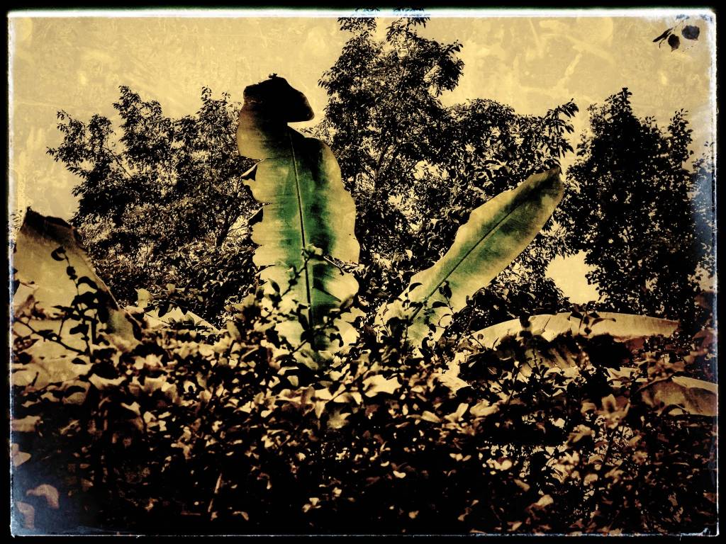 Photo retouchée - Bananier