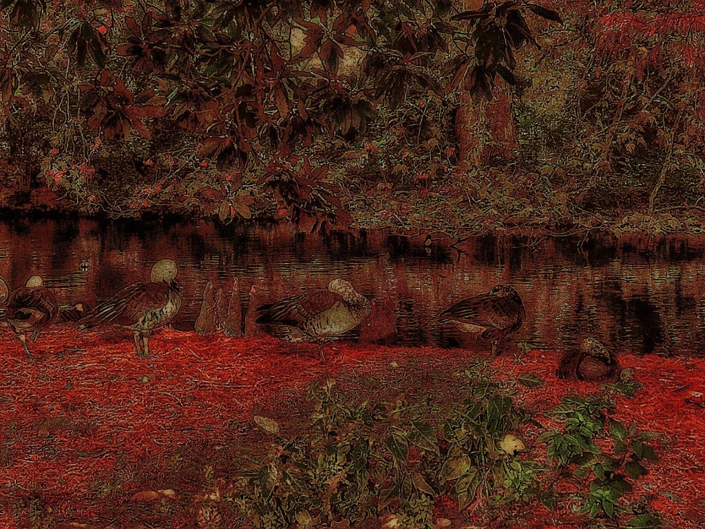 Photo retouchée - Bande de Canards !