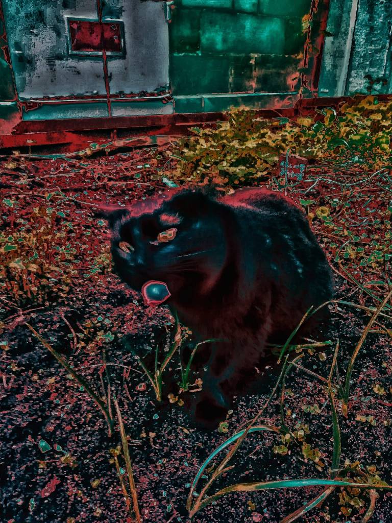 Photo retouchée - Chat Étrange dans une Ville Étrange