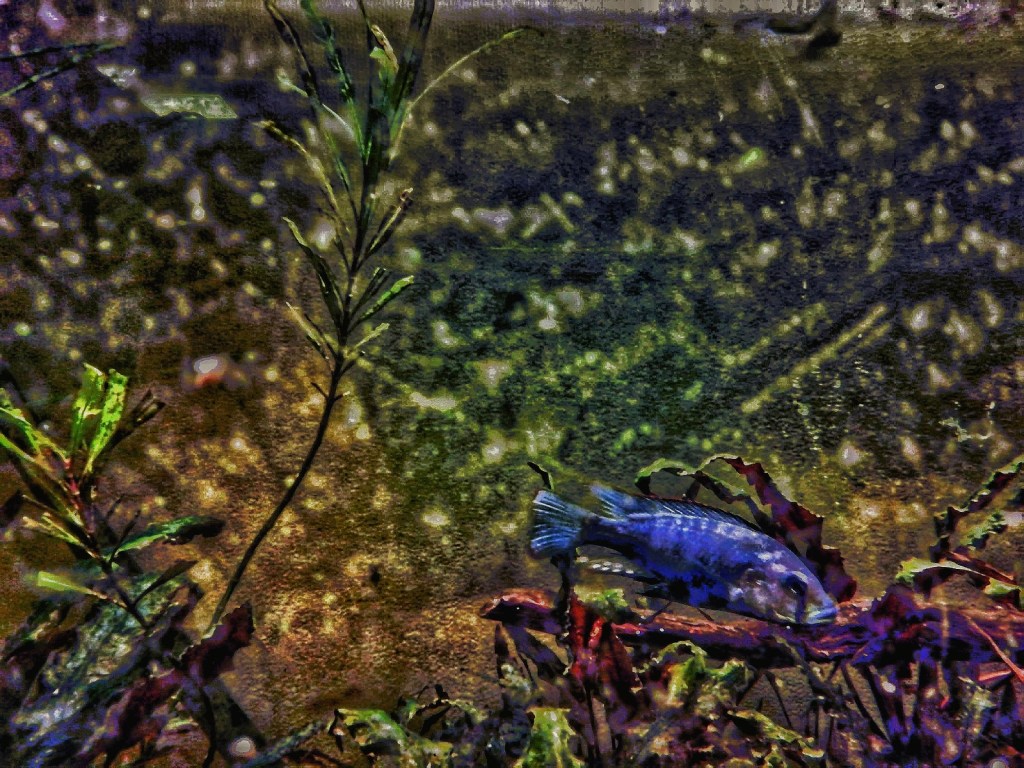 Photo retouchée - Fish without chips I