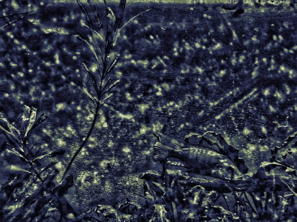 Photo retouchée - Fish without chips II