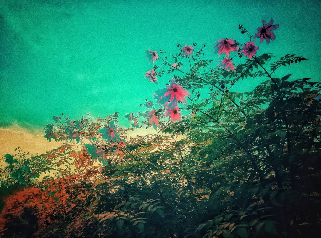 Photo retouchée - Fleurs de Mer