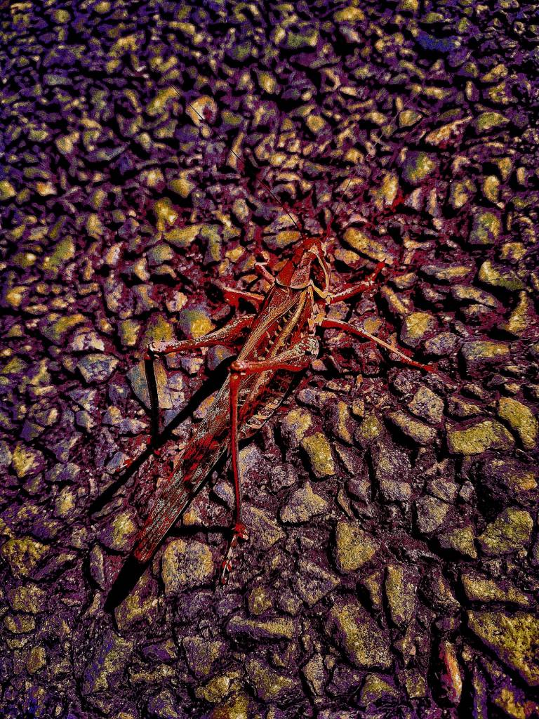 Photo retouchée - Gardien de la Route