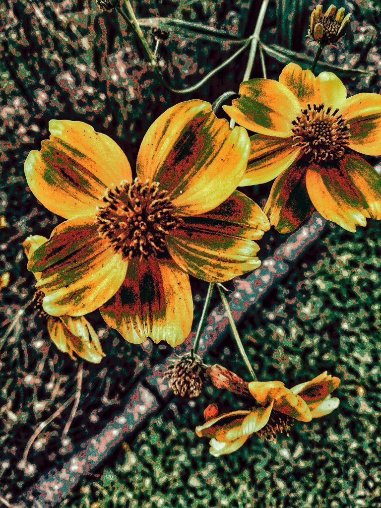 Photo retouchée - Kolsin’s Flowers