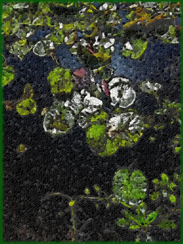 Photo retouchée - Plantes Aquatiques