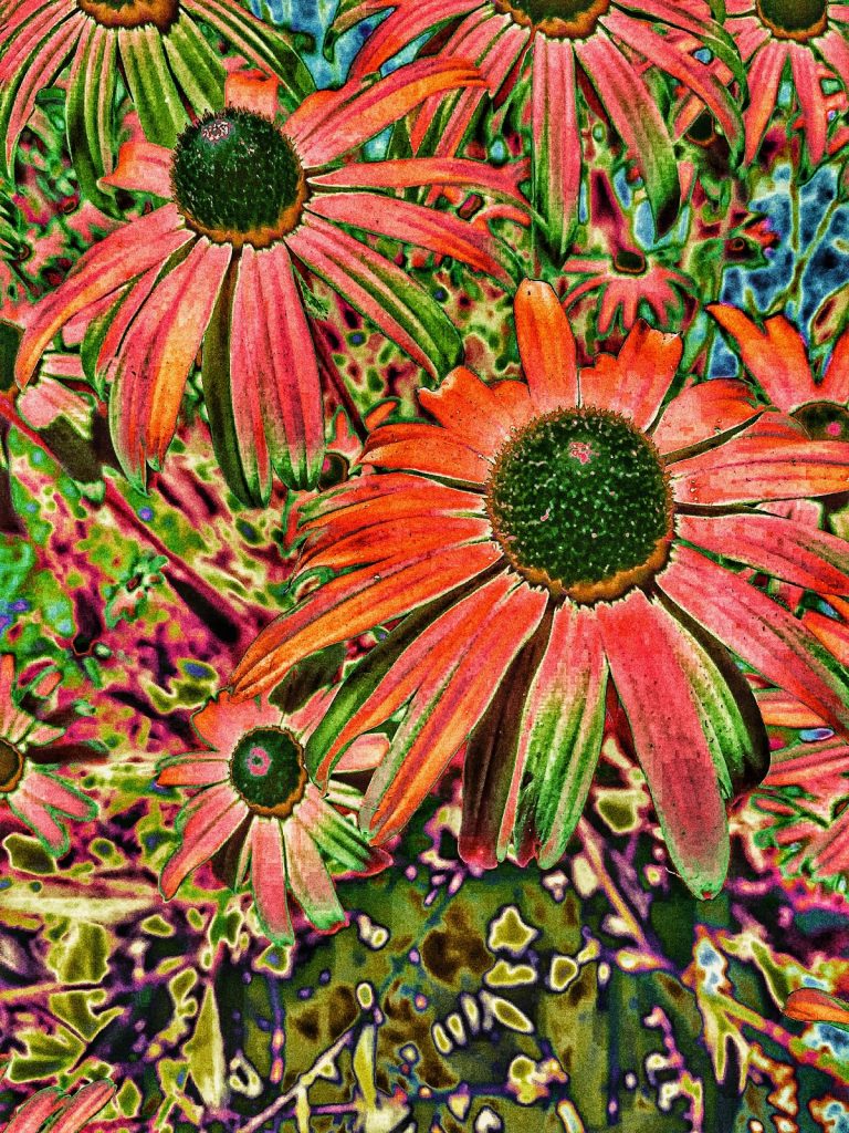 Photo retouchée - Rudbeckia I