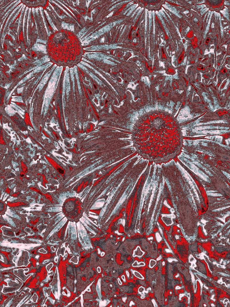 Photo retouchée - Rudbeckia II