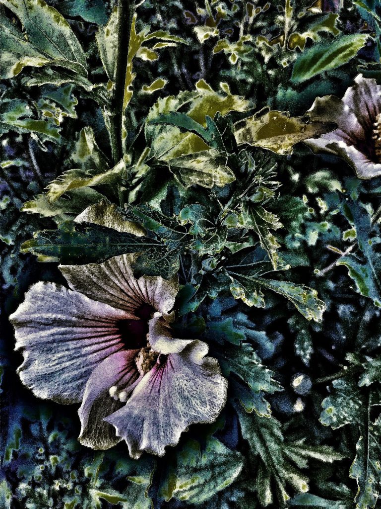 Photo retouchée - Fleurs de juillet I