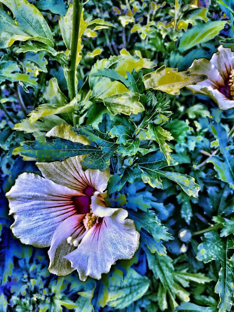 Photo retouchée - Fleurs de juillet II