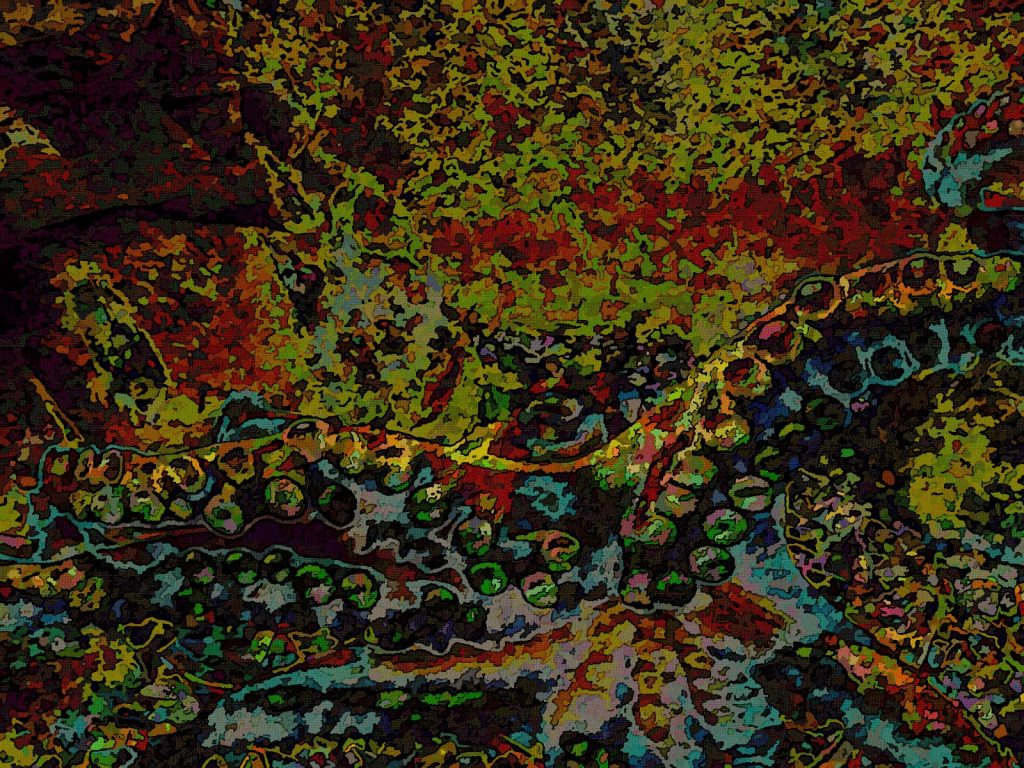 Photo retouchée - Poulpe Fiction