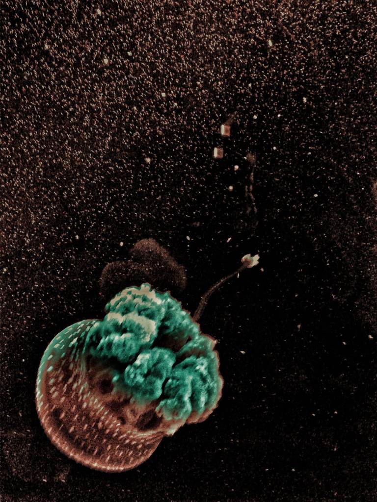 Photo retouchée - Space Medusa