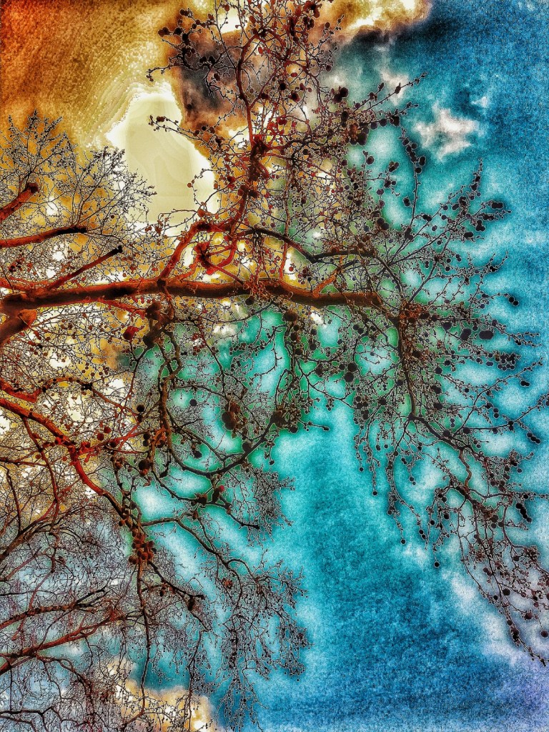 Photo retouchée - Branches