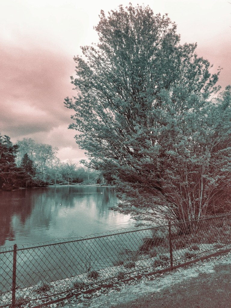 Photo retouchée - Canards de Loin