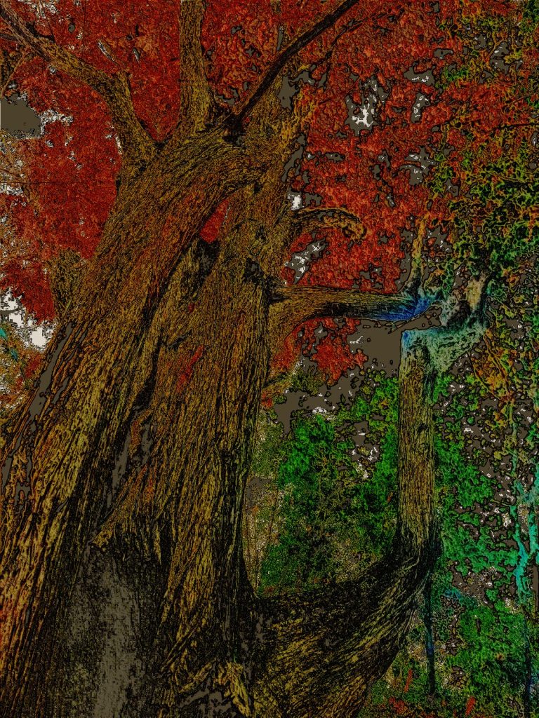 Photo retouchée - Cèdre