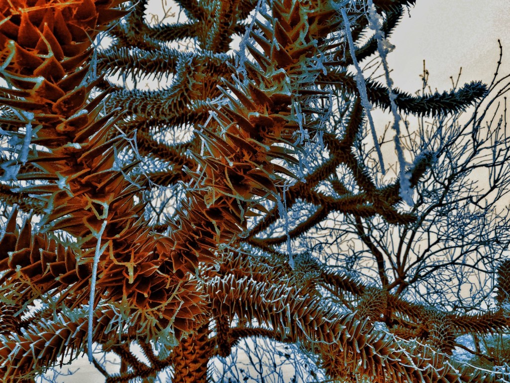 Photo retouchée - Désespoir du Singe