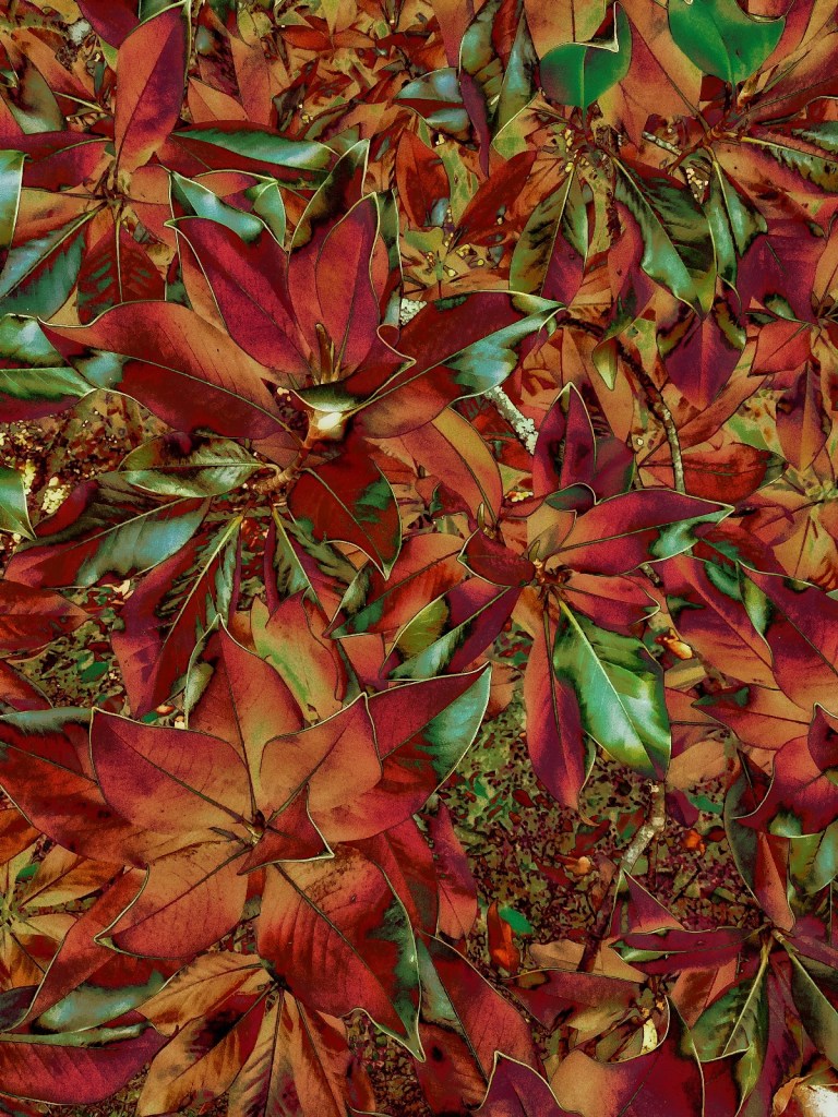 Photo retouchée - Magnolia I