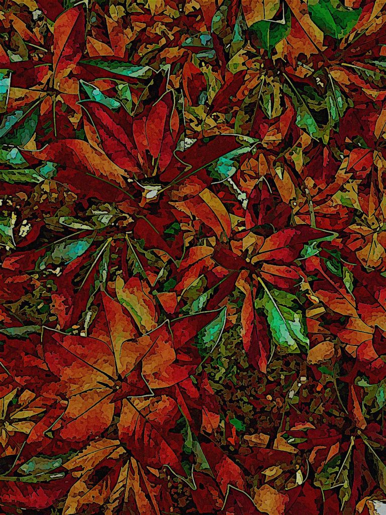 Photo retouchée - Magnolia II