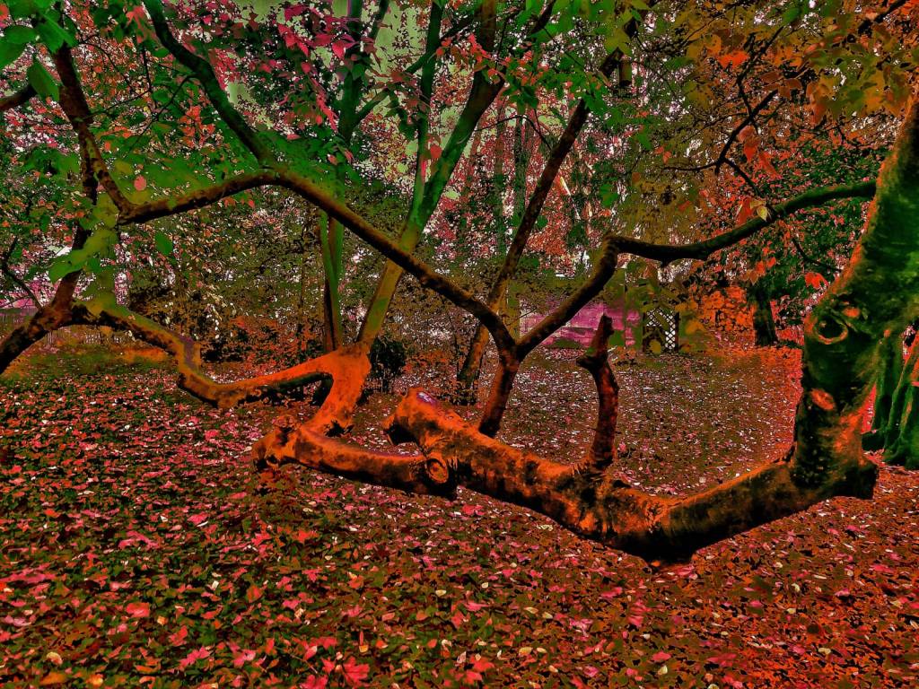 Photo retouchée - Snake Tree